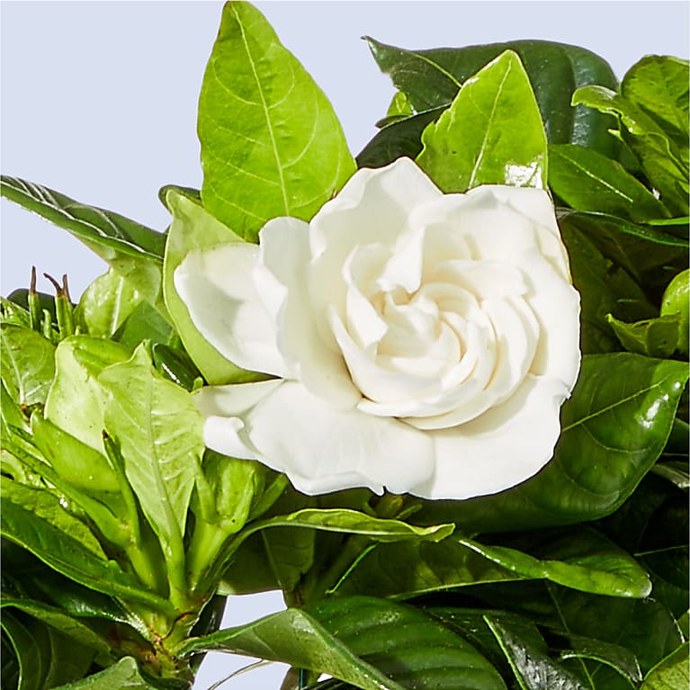 8" Fragrant Gardenia Plant