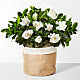 10" Fragrant Gardenia Plant
