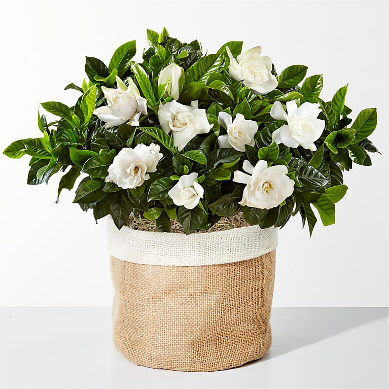 10" Fragrant Gardenia Plant