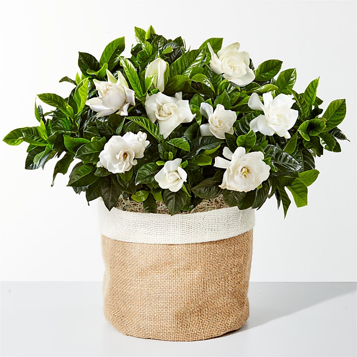 product image for 10" Fragrant Gardenia Plant