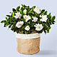 10" Fragrant Gardenia Plant