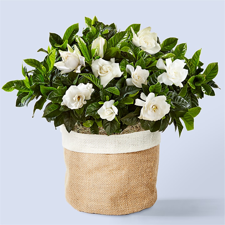 product image for 10" Fragrant Gardenia Plant