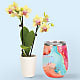 Dreamsicle Orchid in Swig(R) Cooler Cup