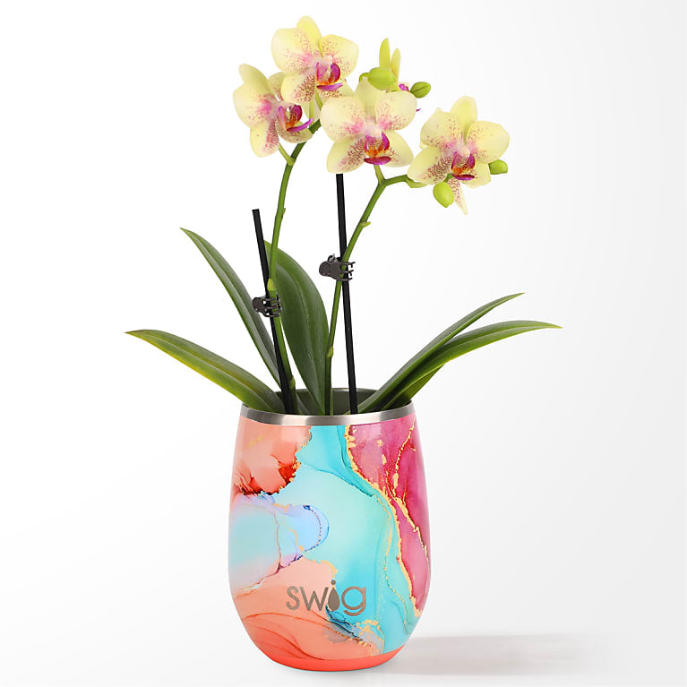 Dreamsicle Orchid in Swig(R) Cooler Cup