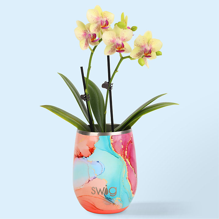 product image for Dreamsicle Orchid in Swig(R) Cooler Cup