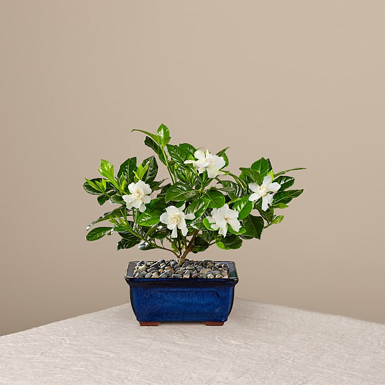 Gardenia Bonsai