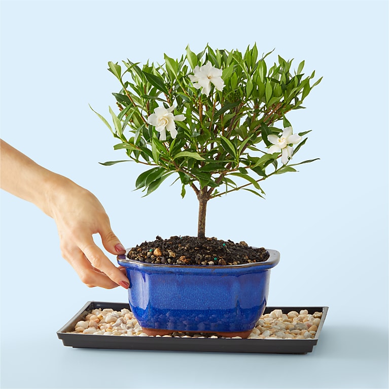 Gardenia Bonsai