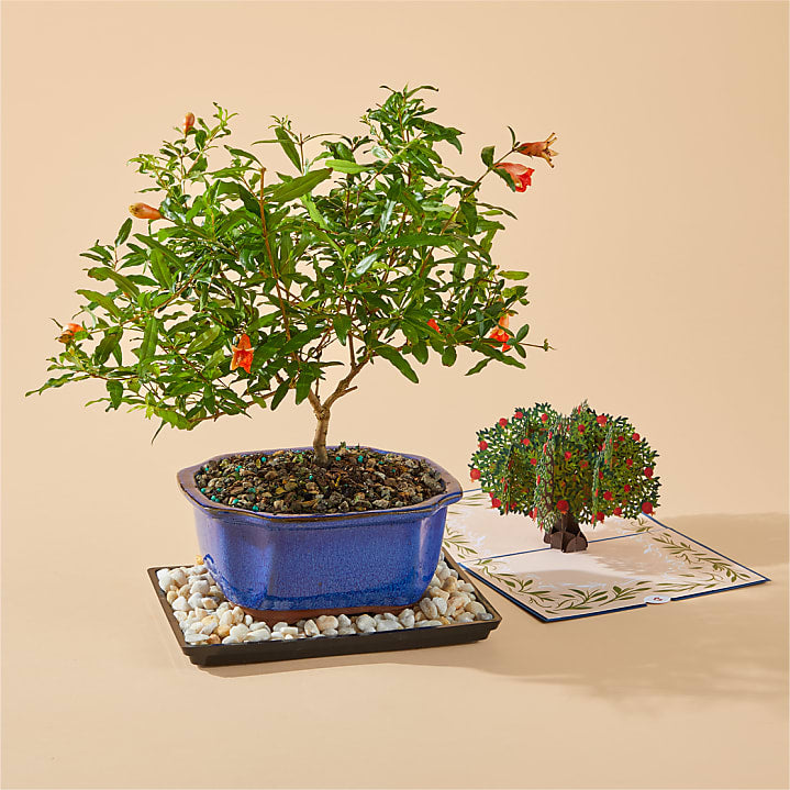 product image for Pomegranate Bonsai with Rosh Hashanah Love Pop card