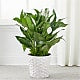 A New Leaf Peace Lily