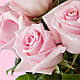 Picture Perfect Pink Rose Bouquet