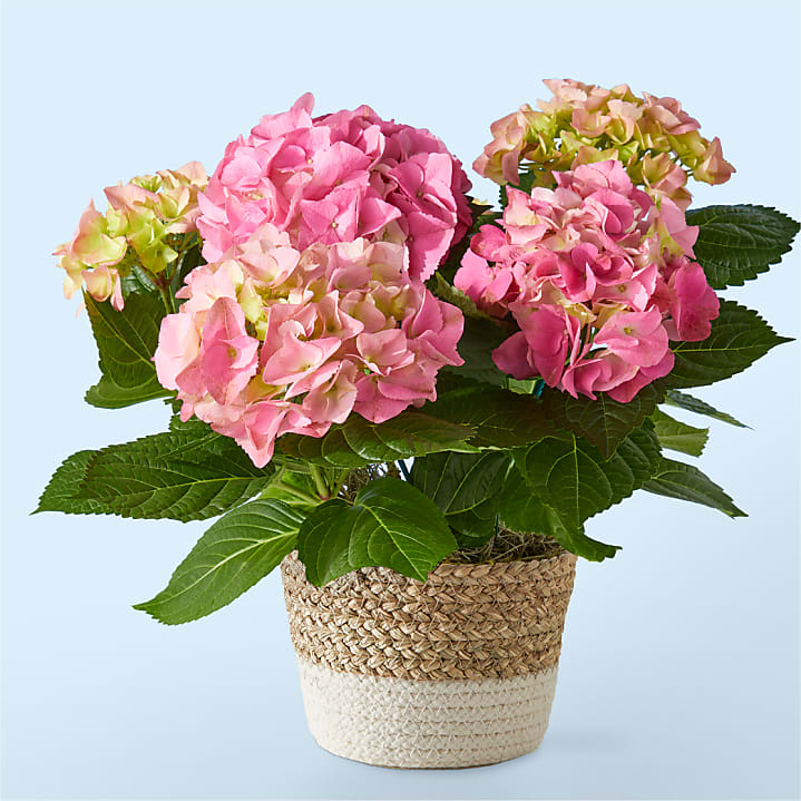 product image for Pretty Pink Hydrangea Plant
