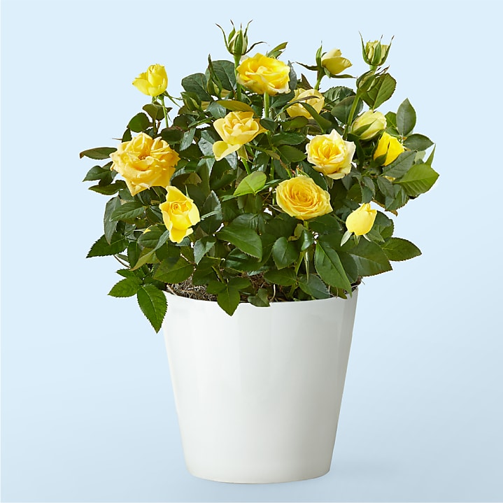 product image for Radiant Yellow Rose Plant