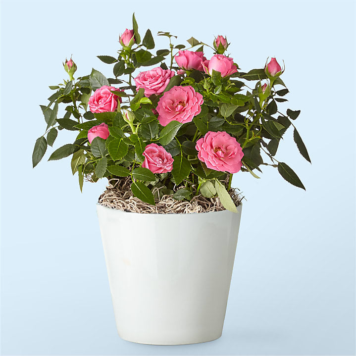 product image for Pink Mini Rose Plant