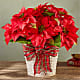 Happiest Holidays Poinsettia