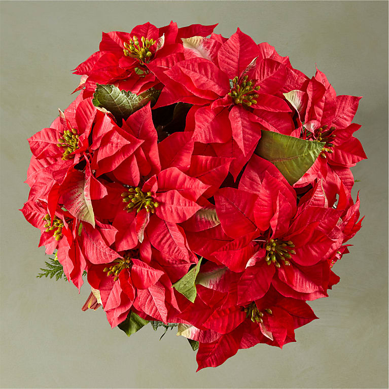 Happiest Holidays Poinsettia