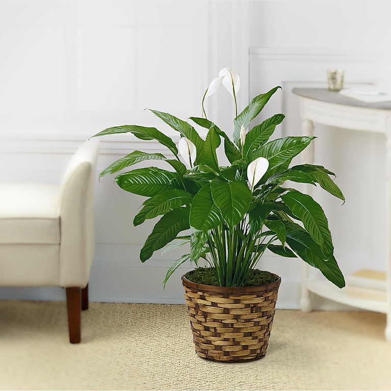 Tranquil Moments Peace Lily Plant