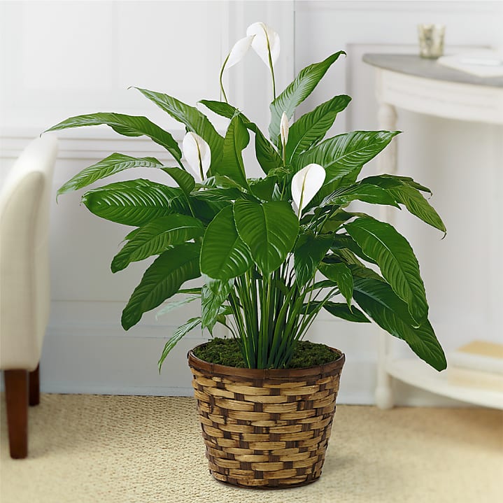 product image for Tranquil Moments Peace Lily Plant