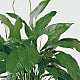 The Spathiphyllum Plant