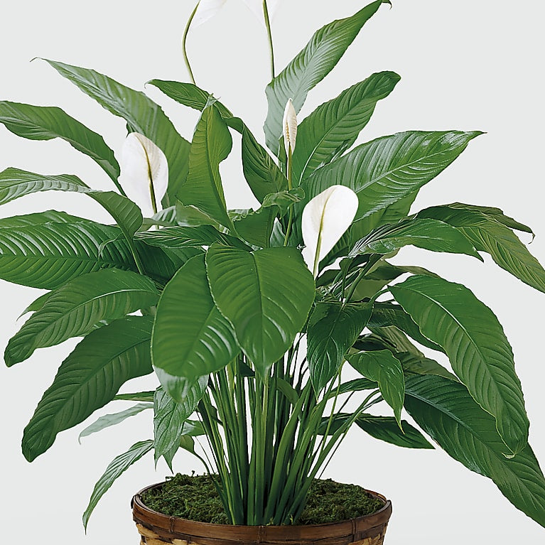 Tranquil Moments Peace Lily Plant