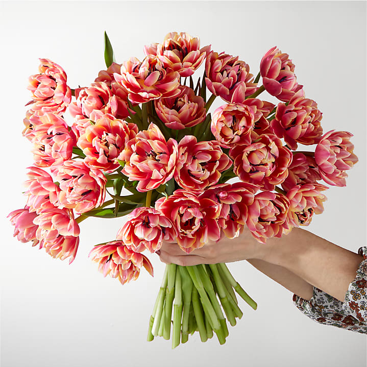 product image for Blushing Columbus Tulips