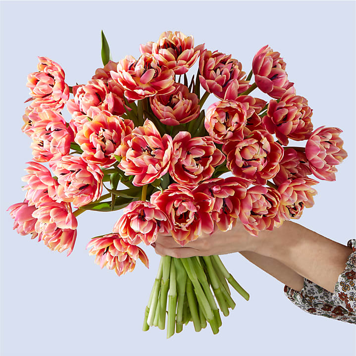 product image for Blushing Columbus Tulips