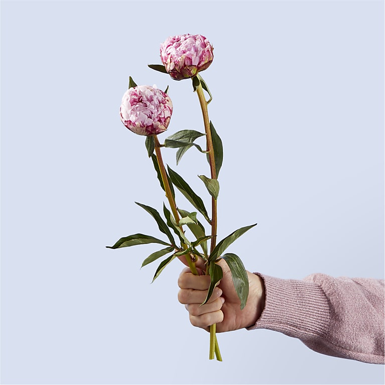 Fresh Peony Bouquet