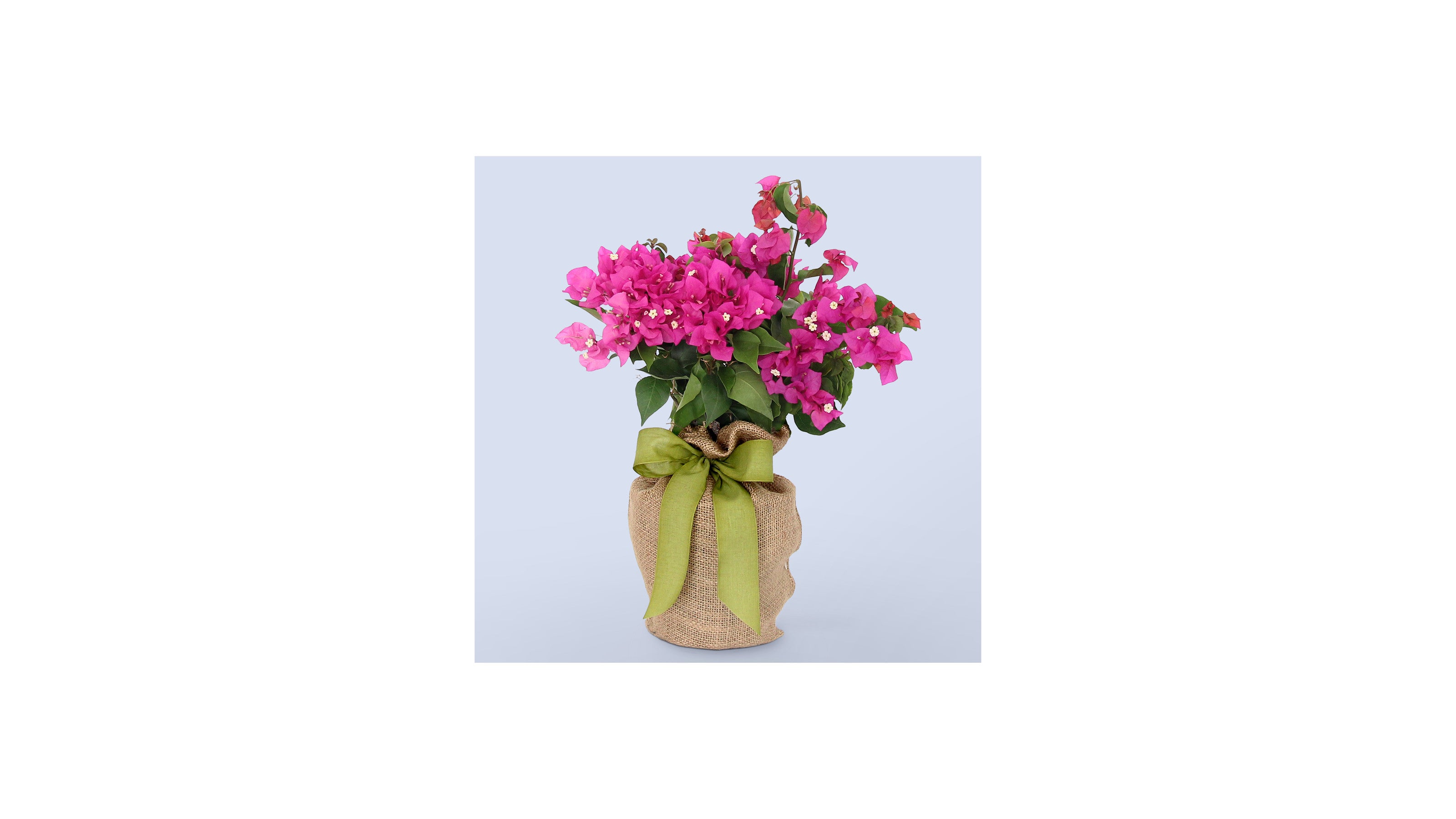 product image for Bougainvillea Plant