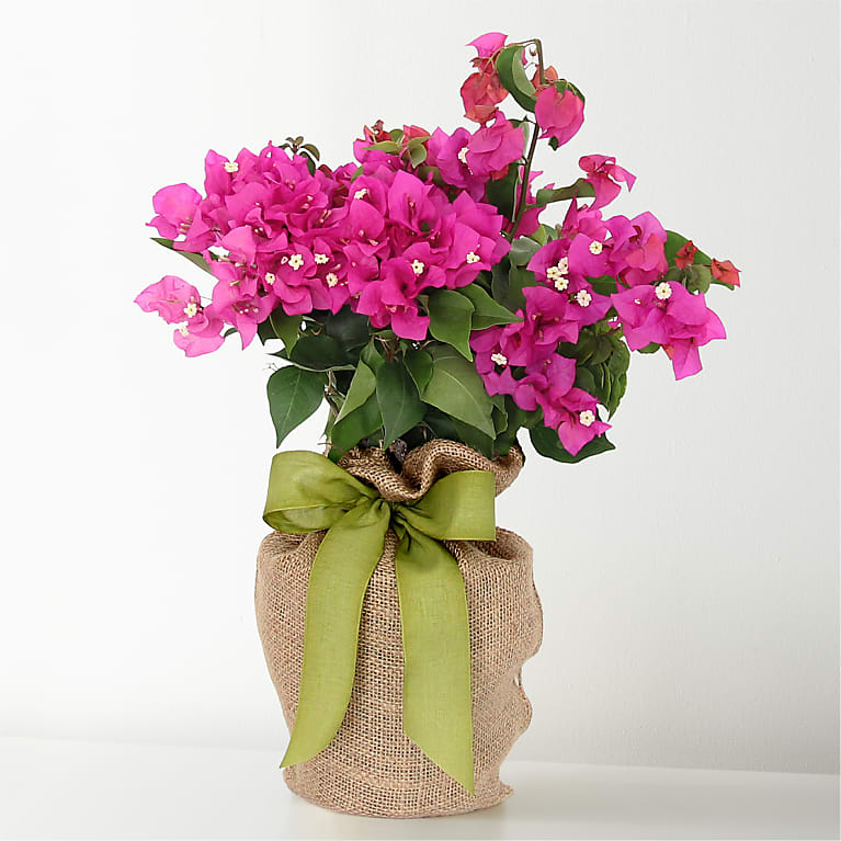 Bougainvillea Plant