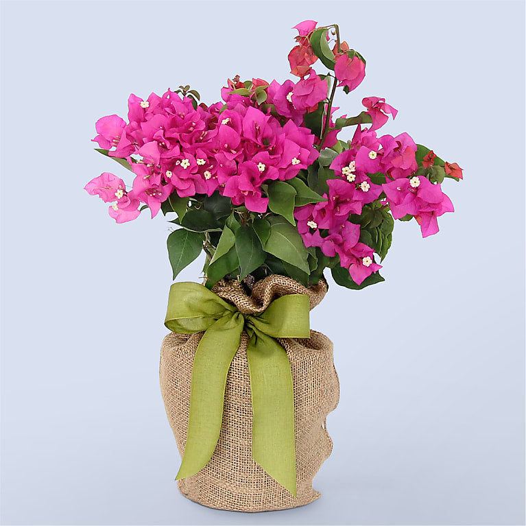 Bougainvillea Plant