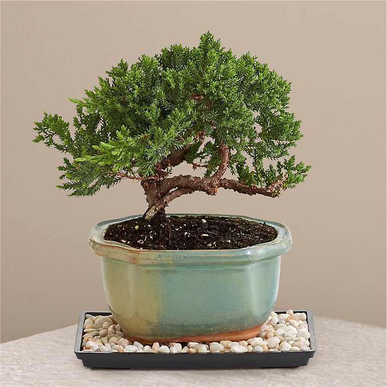 juniper bonsai care for beginners
