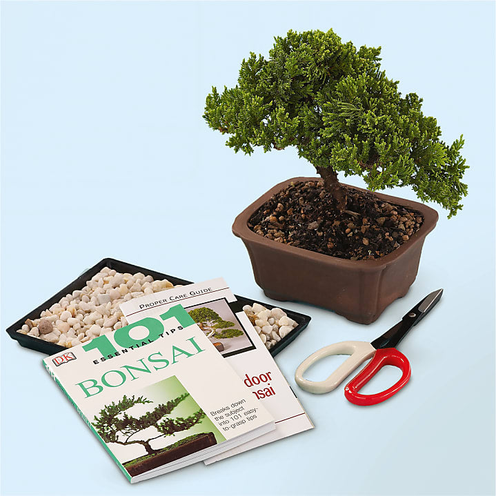 product image for Bonsai Starter Kit
