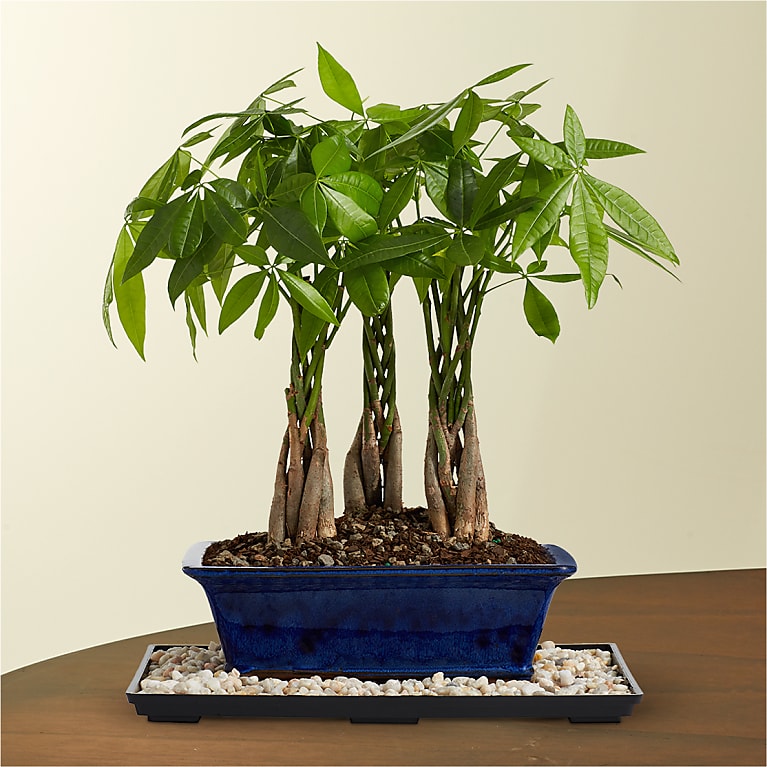 Braided Money Tree Grove Bonsai