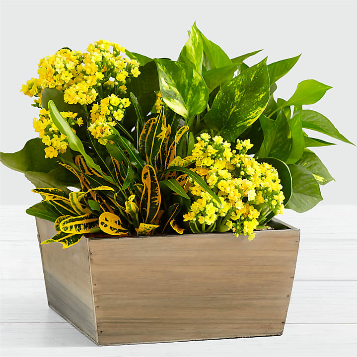 Flowering Plants Delivery: Send Blooming Plants