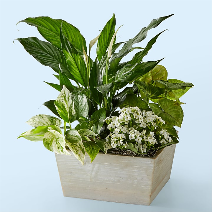 House Plants Delivery: Send House Plants Proflowers