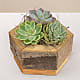 Zen Succulent Hexagon Garden