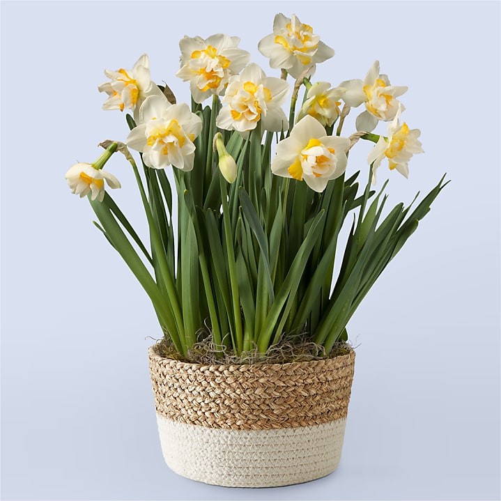 product image for So Golden Daffodil Bulb Garden