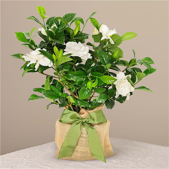 Graceful Gardenia Plant