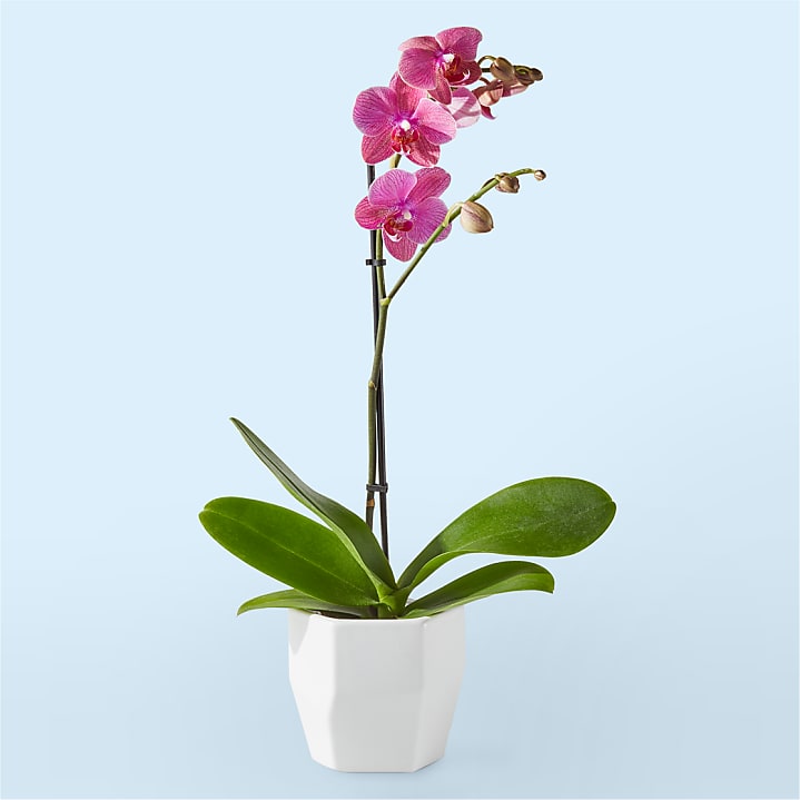 product image for Island Time Coral Orchid