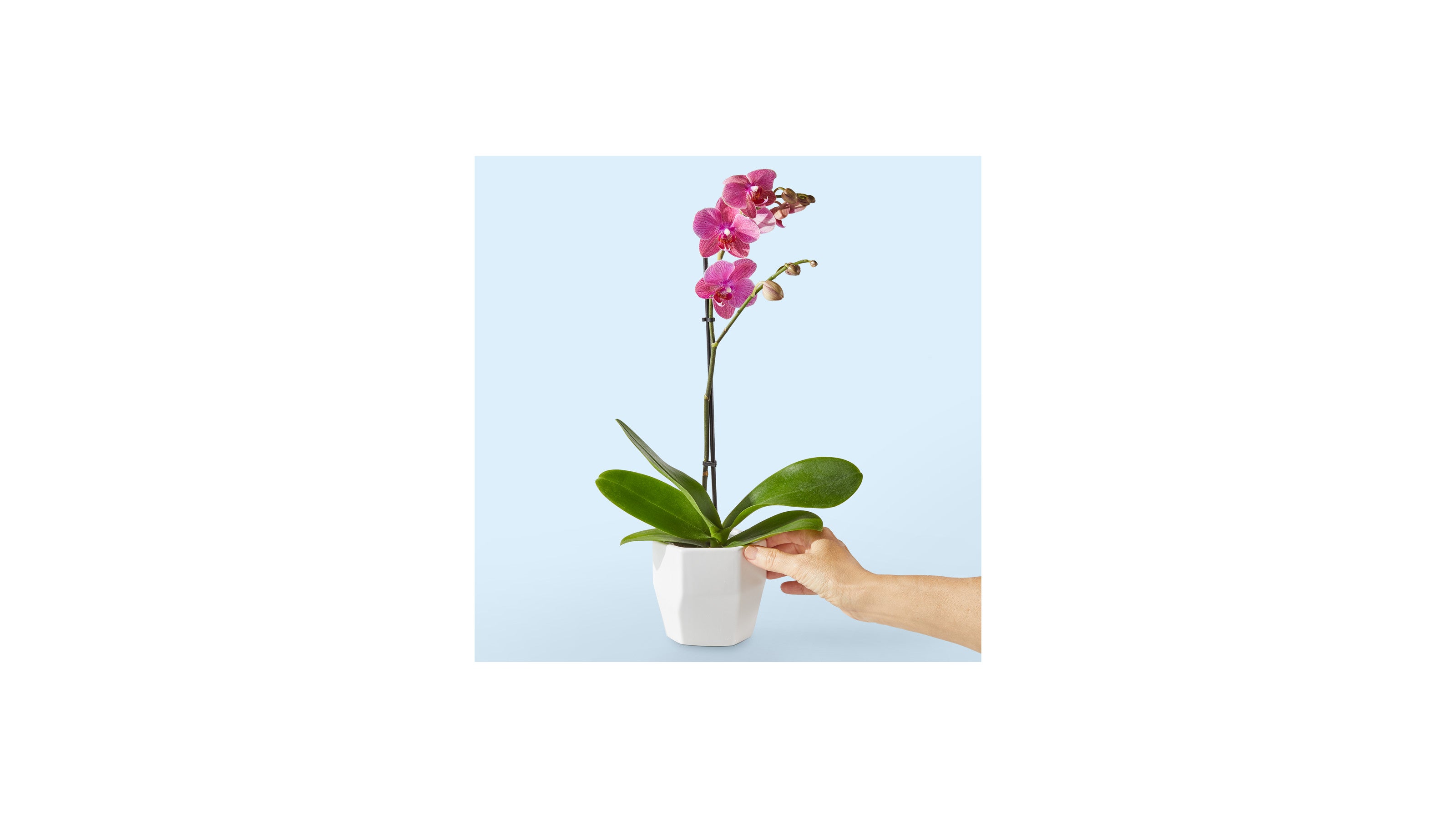 Flowering Houseplants, Shop Online, Delivered To You