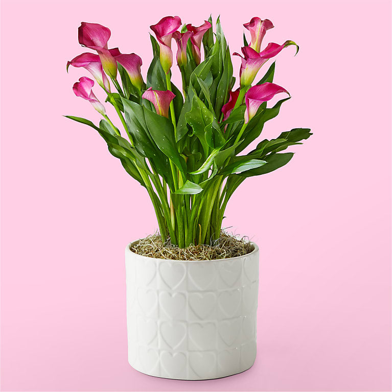 Lovely Pink Calla Lily Plant