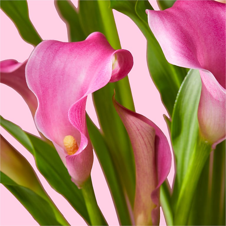Lovely Pink Calla Lily Plant