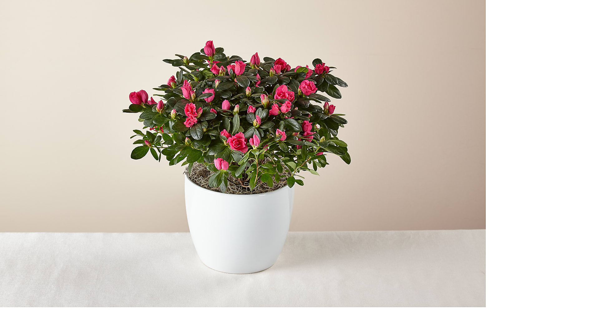 Bold & Bursting Pink Azalea Plant
