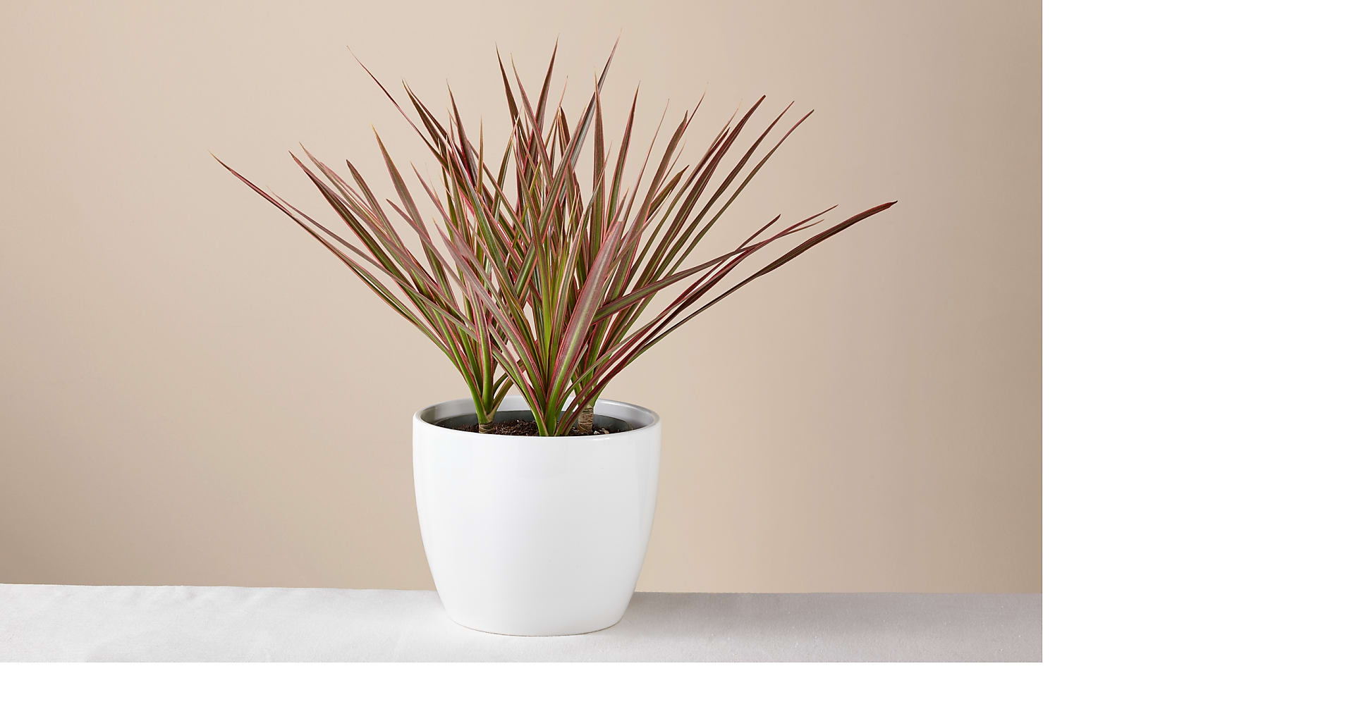 Dracaena Marginata