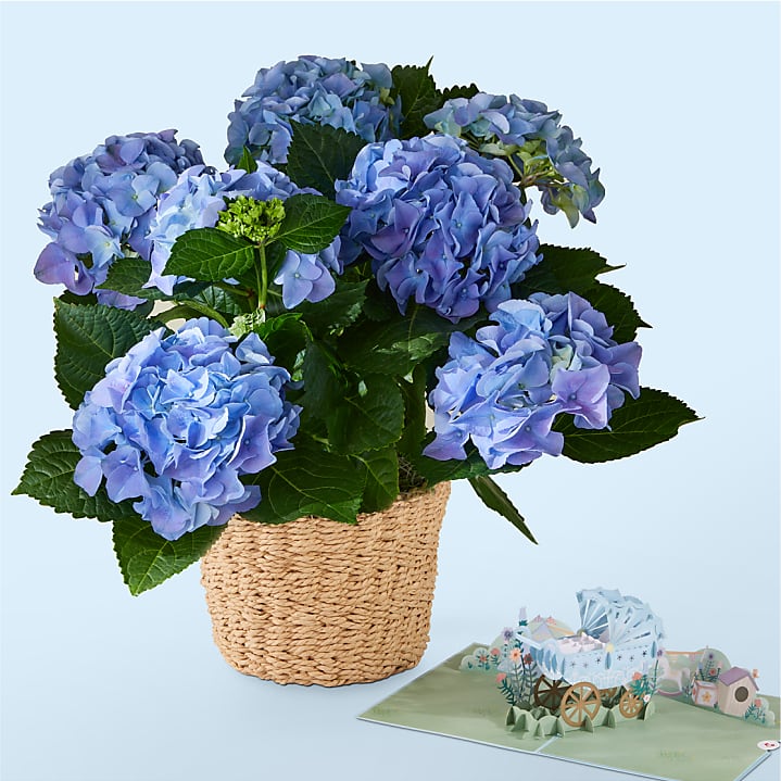 product image for Blue Hydrangea Plant & Welcome Baby Lovepop® Pop-Up Card