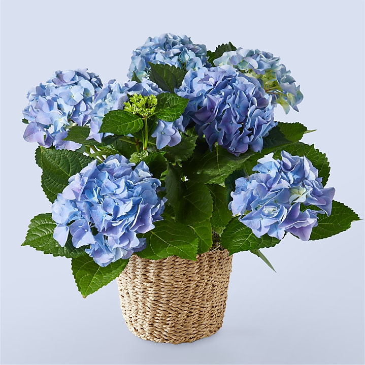 Beyond Blue Hydrangea