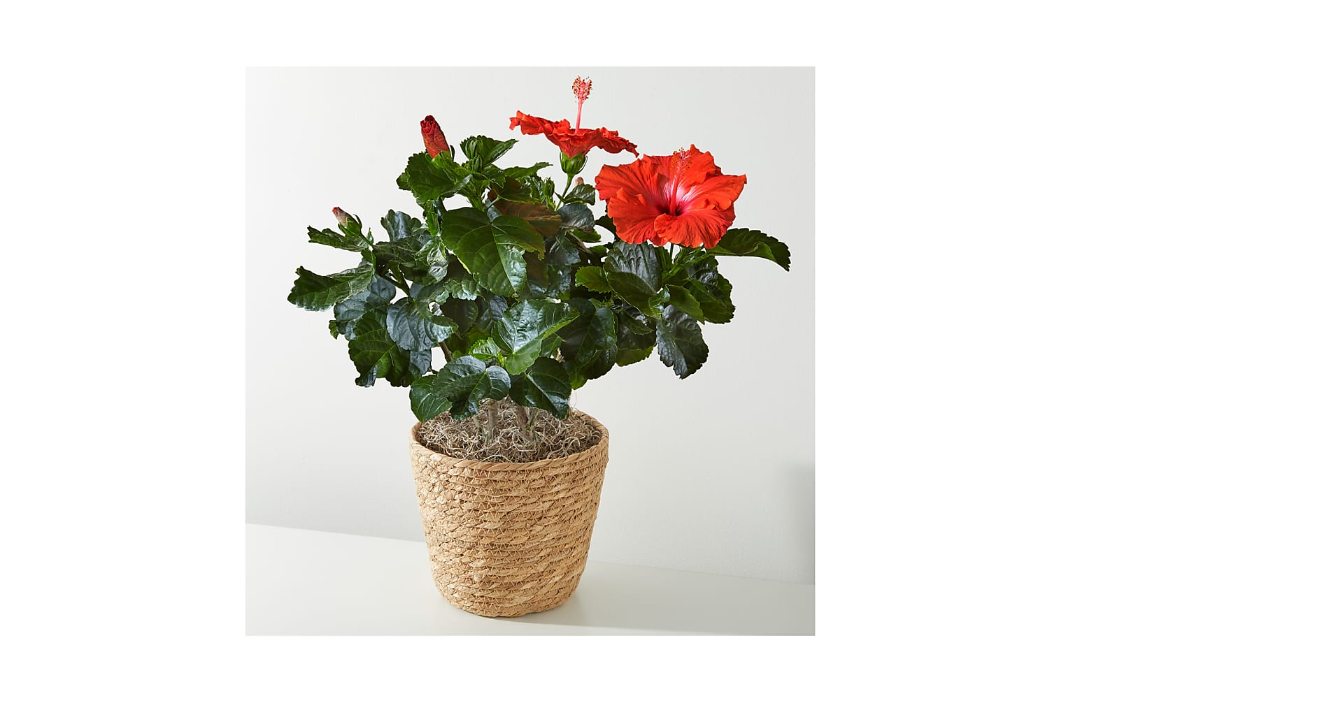 Hibiscus Plant