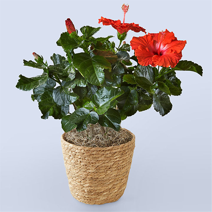 product image for Hibiscus Plant