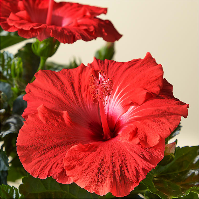 Hibiscus Plant