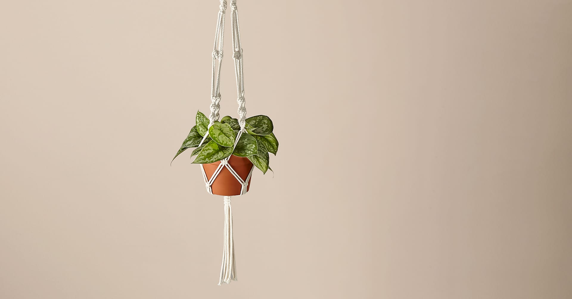 Silver Satin Pothos & Macrame Plant Hanger