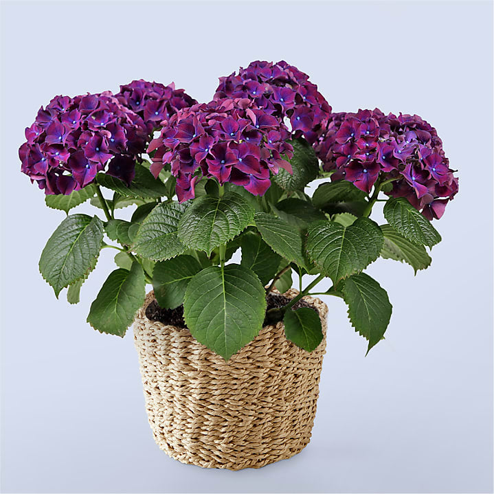 product image for Purple Hydrangea Plant